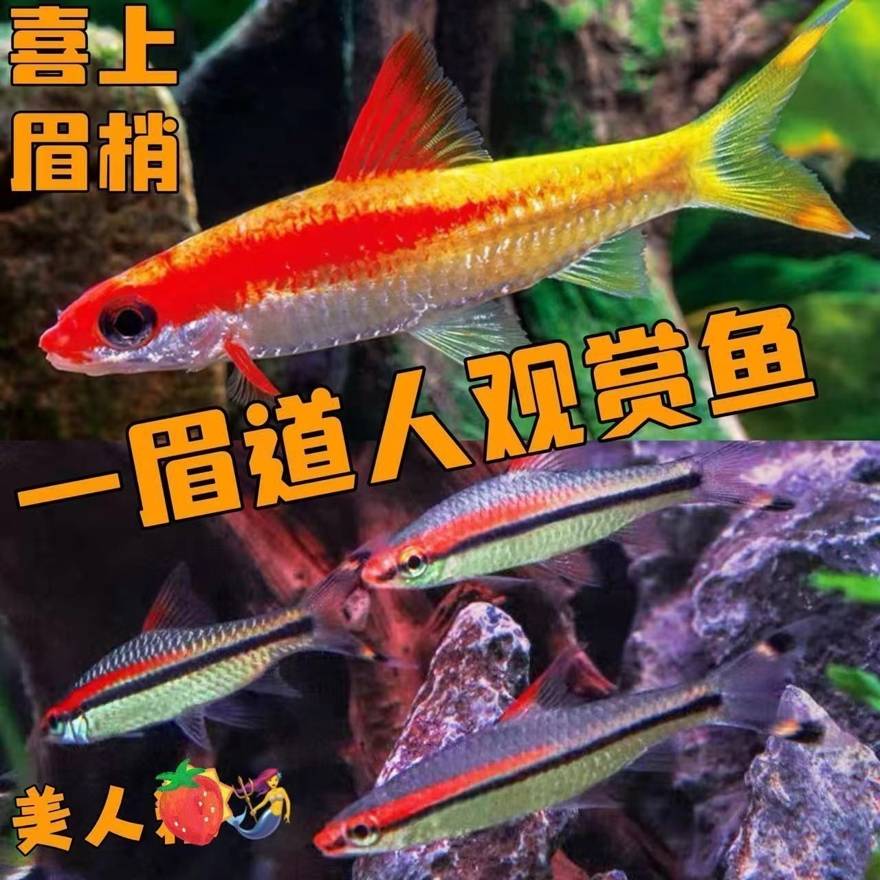紅眉道人魚(yú)苗飼料選擇：紅眉道人魚(yú)苗的飼料選擇對(duì)于其健康成長(zhǎng)至關(guān)重要 紅眉道人魚(yú)苗飼料選擇：紅眉道人魚(yú)苗的飼料選擇對(duì)于其健康成長(zhǎng)至關(guān)重要 龍魚(yú)百科 第1張