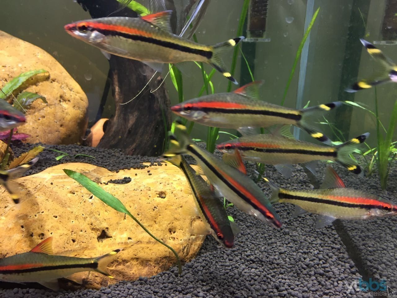 紅眉道人魚(yú)苗飼料選擇：紅眉道人魚(yú)苗的飼料選擇對(duì)于其健康成長(zhǎng)至關(guān)重要 紅眉道人魚(yú)苗飼料選擇：紅眉道人魚(yú)苗的飼料選擇對(duì)于其健康成長(zhǎng)至關(guān)重要 龍魚(yú)百科 第4張