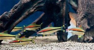 紅眉道人魚(yú)苗飼料選擇：紅眉道人魚(yú)苗的飼料選擇對(duì)于其健康成長(zhǎng)至關(guān)重要 紅眉道人魚(yú)苗飼料選擇：紅眉道人魚(yú)苗的飼料選擇對(duì)于其健康成長(zhǎng)至關(guān)重要 龍魚(yú)百科 第5張