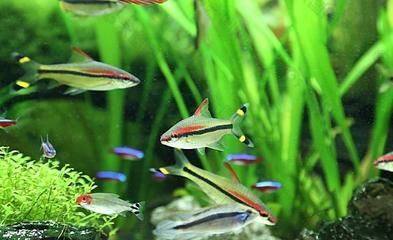 紅眉道人魚(yú)苗飼料選擇：紅眉道人魚(yú)苗的飼料選擇對(duì)于其健康成長(zhǎng)至關(guān)重要 紅眉道人魚(yú)苗飼料選擇：紅眉道人魚(yú)苗的飼料選擇對(duì)于其健康成長(zhǎng)至關(guān)重要 龍魚(yú)百科 第3張