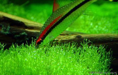 紅眉道人魚(yú)苗飼料選擇：紅眉道人魚(yú)苗的飼料選擇對(duì)于其健康成長(zhǎng)至關(guān)重要 紅眉道人魚(yú)苗飼料選擇：紅眉道人魚(yú)苗的飼料選擇對(duì)于其健康成長(zhǎng)至關(guān)重要 龍魚(yú)百科 第2張