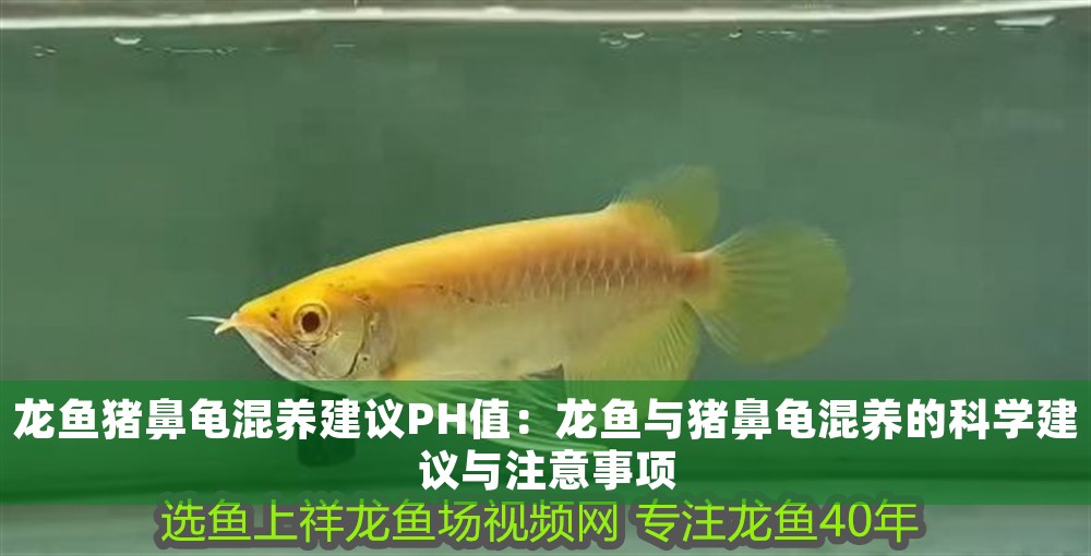 龍魚豬鼻龜混養建議PH值：龍魚與豬鼻龜混養的科學建議與注意事項