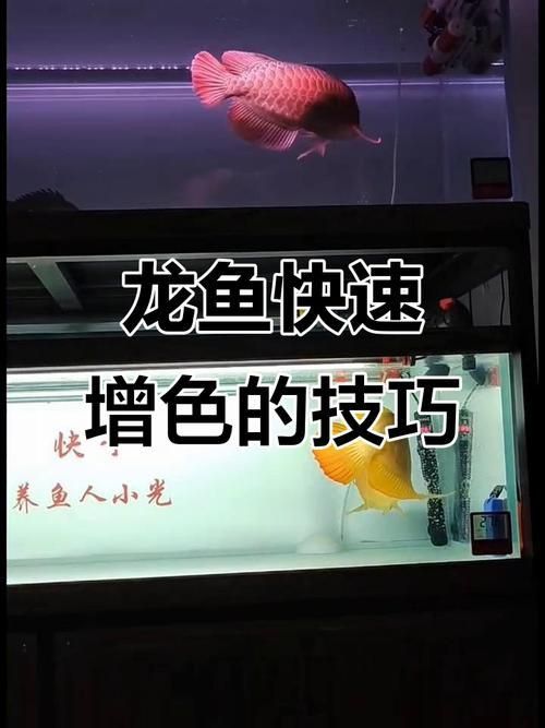 胡姬花跟金龍魚是一家嗎（胡姬花和金龍魚是一家嗎）
