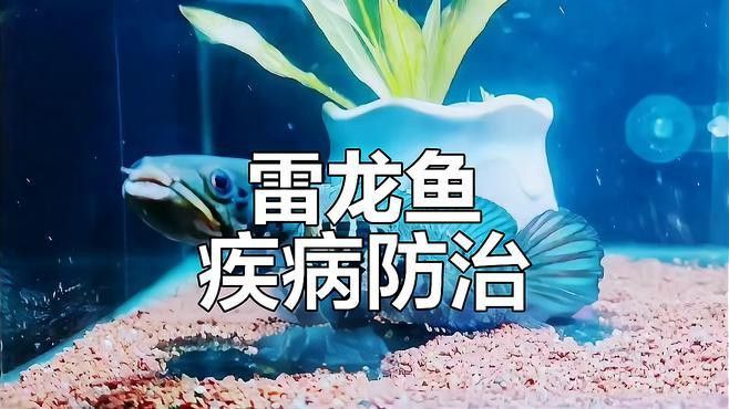 如何預防雷龍魚眼睛白點的發生？