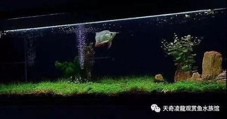 草缸養龍魚利弊：草缸養龍魚利弊分析