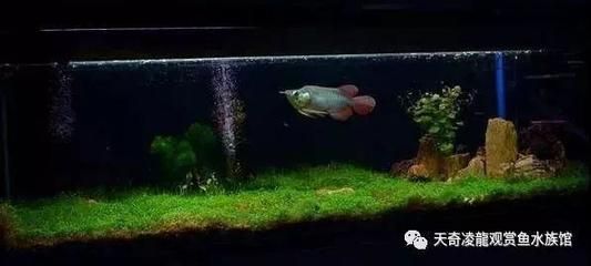 草缸養龍魚利弊：草缸養龍魚利弊分析