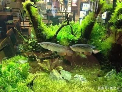 草缸養龍魚利弊：草缸養龍魚利弊分析