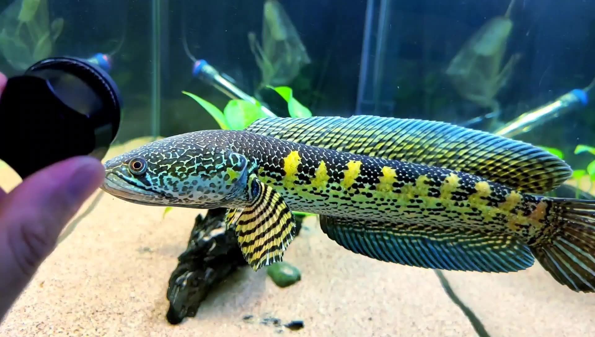 黃金雷龍魚到家怎么讓它快速開口，如何讓黃金雷龍魚快速開口