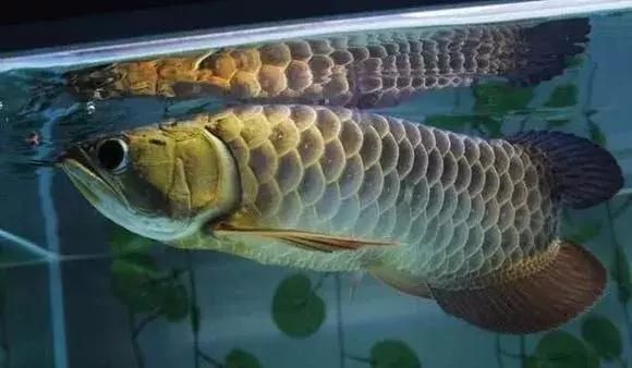 黃金雷龍魚到家怎么讓它快速開口，如何讓黃金雷龍魚快速開口