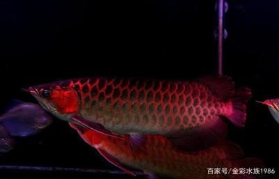 紅龍魚的沙包魚銀龍魚好嗎？：銀龍魚作為紅龍魚沙包魚的效果