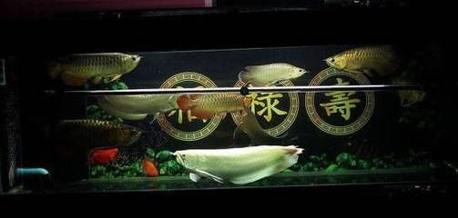 紅龍魚的沙包魚銀龍魚好嗎？：銀龍魚作為紅龍魚沙包魚的效果