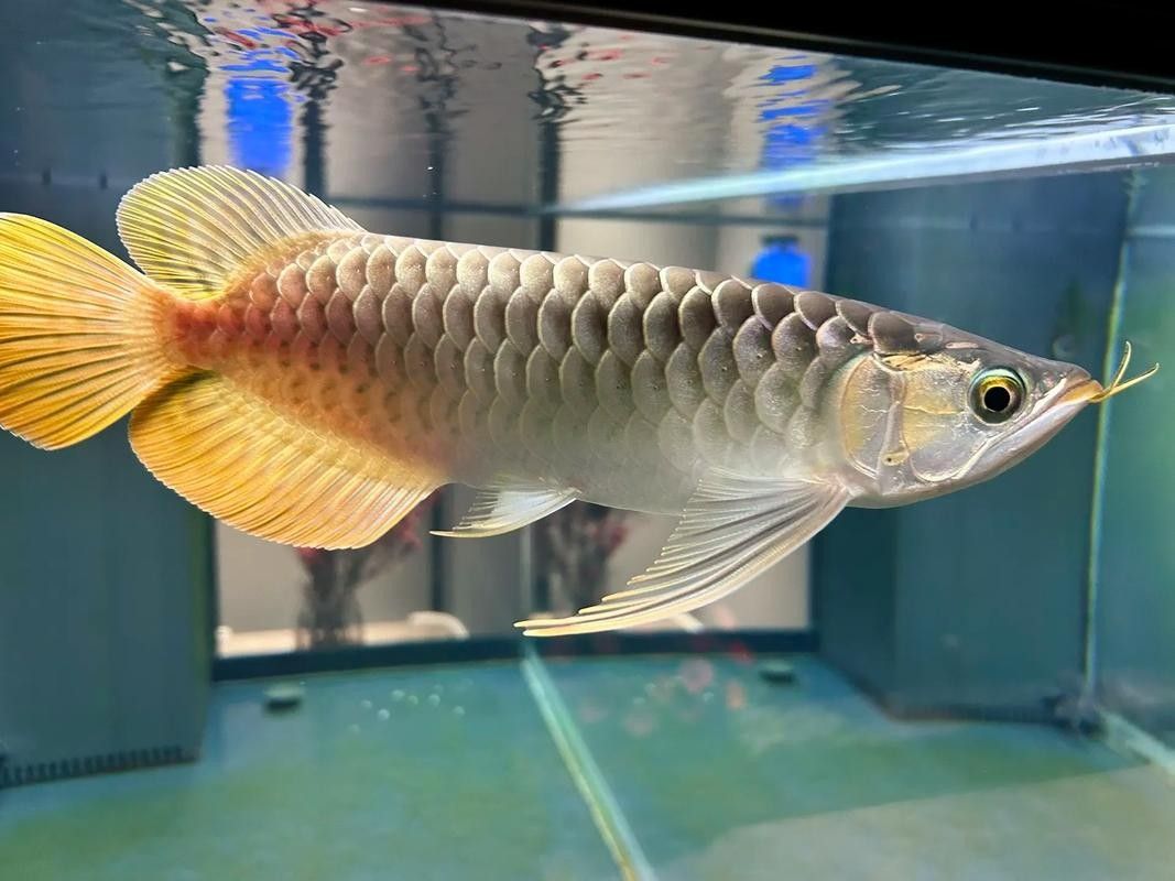 龍魚魚缸背景圖片大全集欣賞