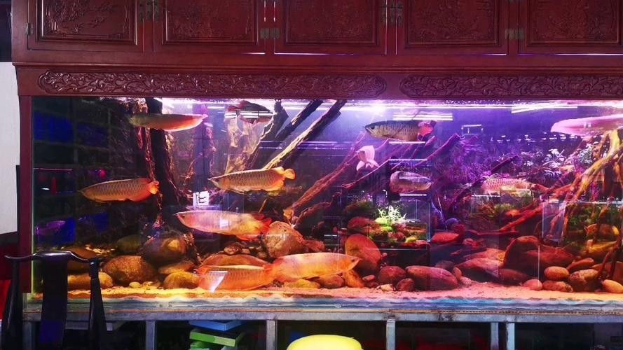 龍魚魚缸背景圖片大全集欣賞