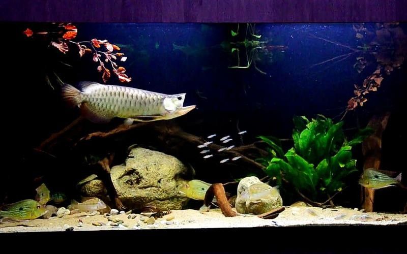 龍魚魚缸背景圖片大全集欣賞