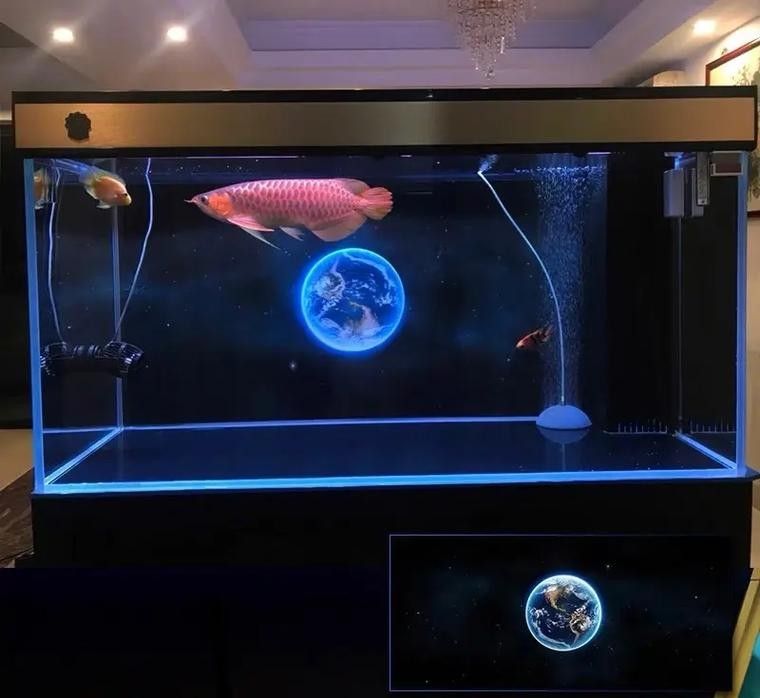 龍魚魚缸背景圖片大全集欣賞