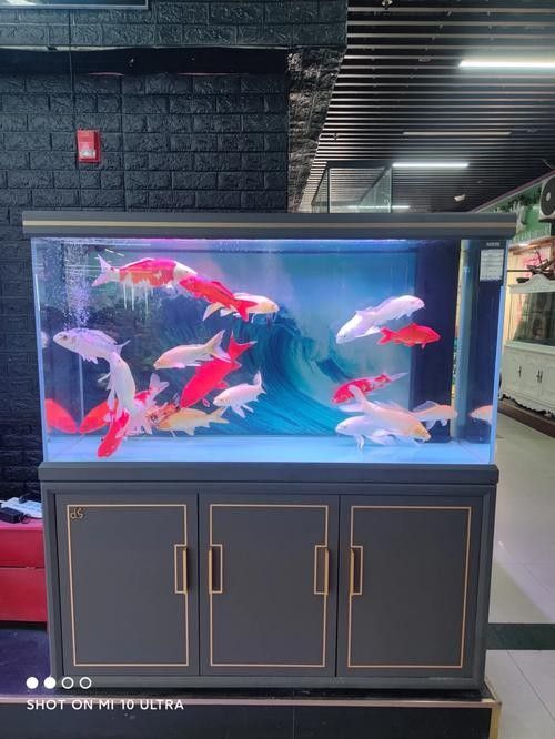 龍魚魚缸背景圖片大全集欣賞