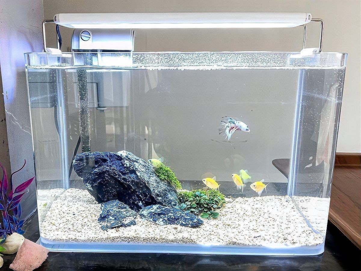 龍魚魚缸背景圖片大全集欣賞