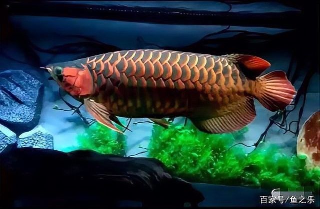 龍魚魚缸背景圖片大全集欣賞