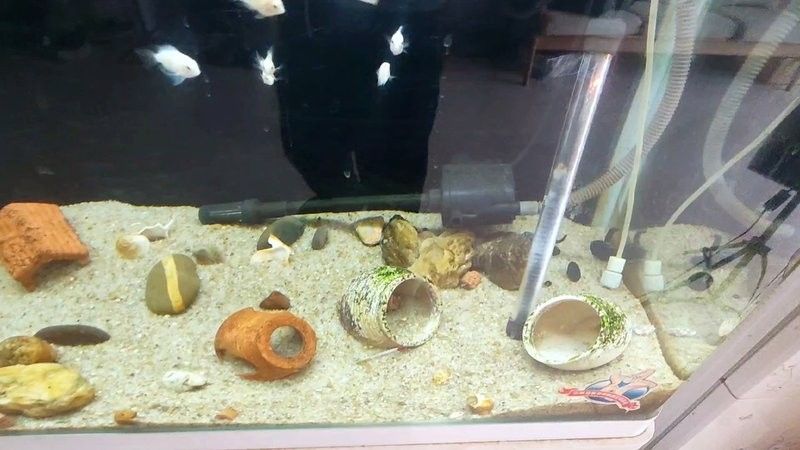 龍魚魚缸背景圖片大全集欣賞