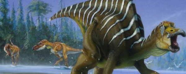 龍魚批發(fā)/祥龍魚場：龍魚批發(fā)首選，12祥龍魚場的優(yōu)質(zhì)龍魚資源