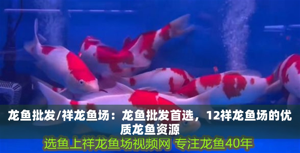 龍魚批發(fā)/祥龍魚場：龍魚批發(fā)首選，12祥龍魚場的優(yōu)質(zhì)龍魚資源