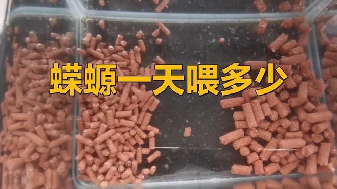 蠑螈多久喂一次