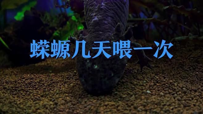 蠑螈多久喂一次