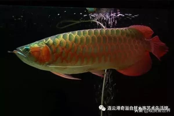 龍魚和虎魚混養的風水寓意：龍魚和虎魚混養有什么寓意