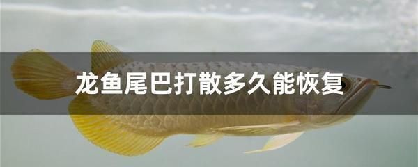 龍魚為什么會咬尾：龍魚咬尾可能與多種因素相關