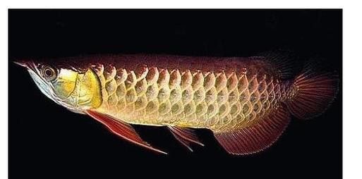 有沒有高清的高背金龍魚圖片? 龍魚百科 第5張 有沒有高清的高背金龍魚圖片? 有沒有高清的高背金龍魚圖片? 龍魚百科 第5張