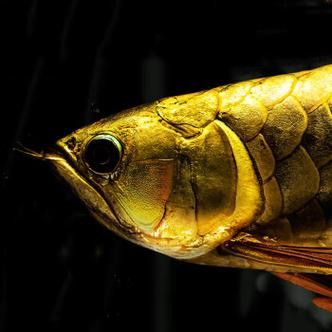 有沒有高清的高背金龍魚圖片? 龍魚百科 第11張 有沒有高清的高背金龍魚圖片? 有沒有高清的高背金龍魚圖片? 龍魚百科 第11張