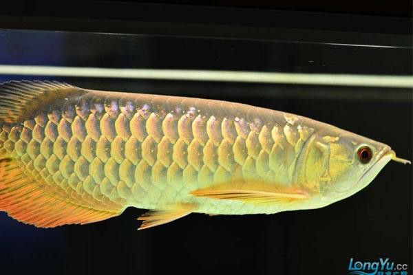 有沒有高清的高背金龍魚圖片? 龍魚百科 第18張 有沒有高清的高背金龍魚圖片? 有沒有高清的高背金龍魚圖片? 龍魚百科 第18張