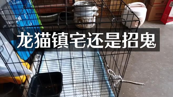 龍貓的招財效果如何增強？