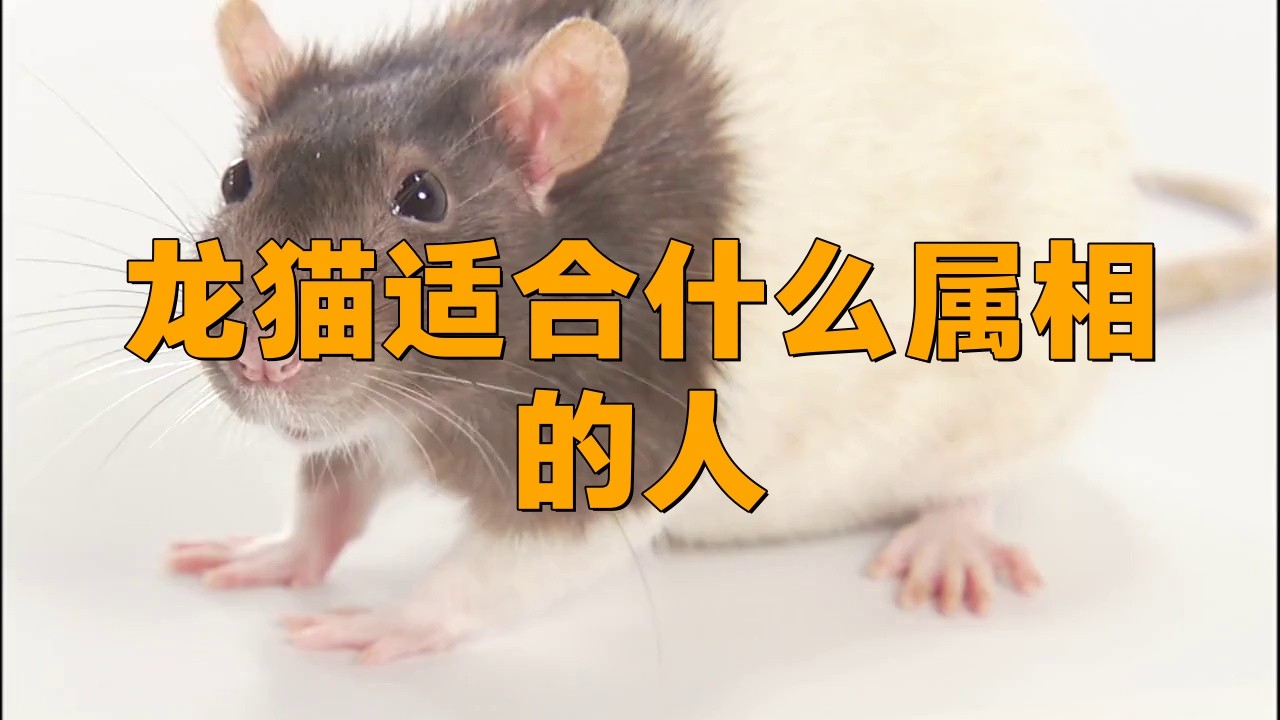 龍貓的招財效果如何增強？