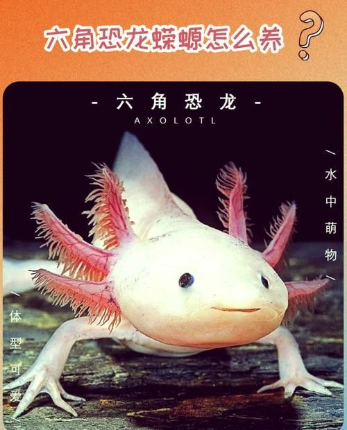 恐龍魚的樣子圖片