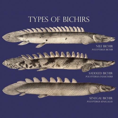 恐龍魚的樣子圖片