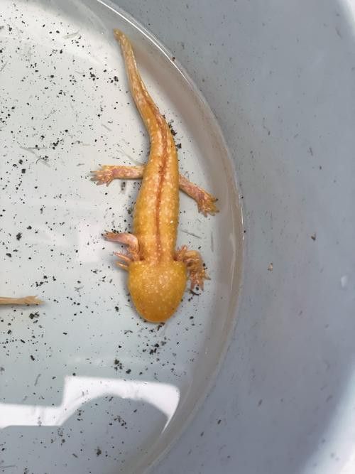 恐龍魚的樣子圖片