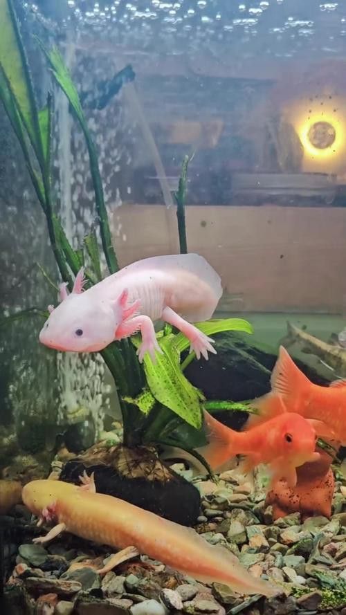 恐龍魚的樣子圖片