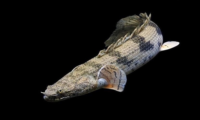 恐龍魚的樣子圖片