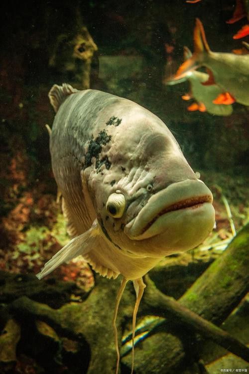 恐龍魚的樣子圖片