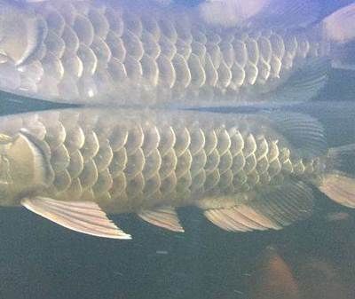 成色好的金龍魚多少錢一條：金龍魚價格為300萬元人民幣，平均價值300萬元