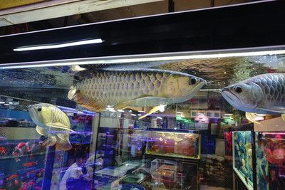蚌埠金龍魚：關于蚌埠中國魚的一些信息