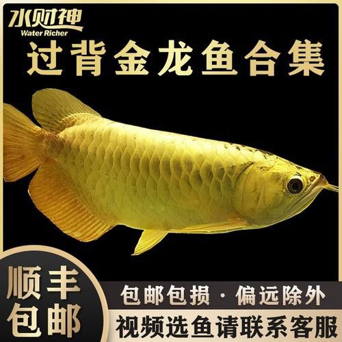 藍色的龍魚圖片高清圖