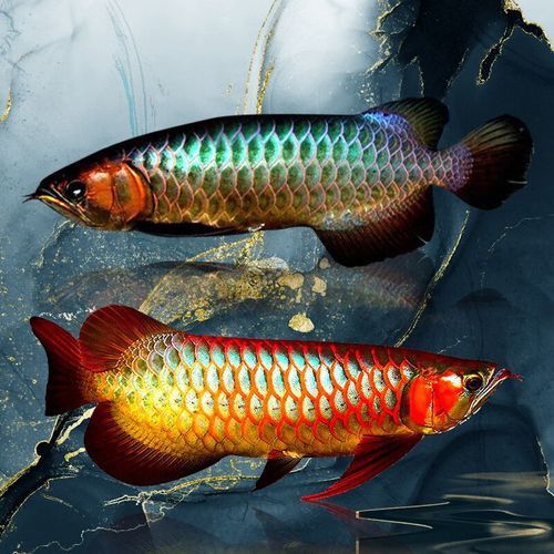 藍色的龍魚圖片高清圖