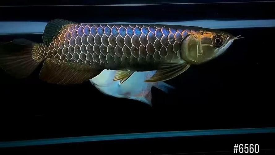 藍色的龍魚圖片高清圖