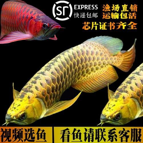 藍色的龍魚圖片高清圖