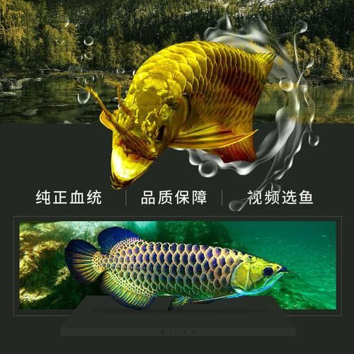 藍色的龍魚圖片高清圖