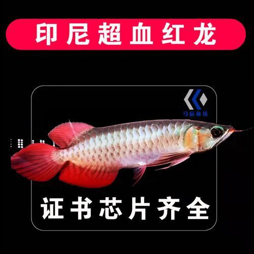 藍色的龍魚圖片高清圖