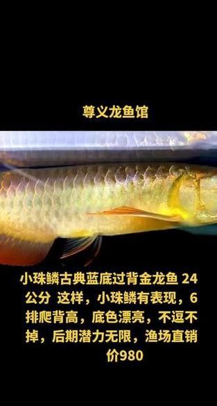藍色的龍魚圖片高清圖
