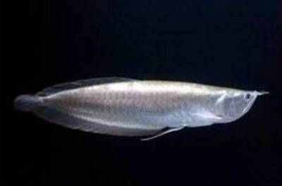 銀龍魚活餌喂食頻率指南：銀龍魚喂食頻率指南